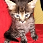 Savannah, F-2, Male, Rocky, DOB 6-2-19