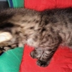 Savannah, F-2, Male, Rocky, DOB 6-2-19