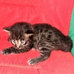 Savannah, F-2, Male, Rocky, DOB 6-2-19