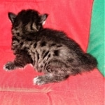 Savannah, F-2, Male, Rocky, DOB 6-2-19