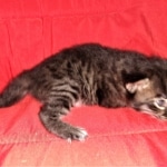 Savannah, F-2, Male, Rocky, DOB 6-2-19