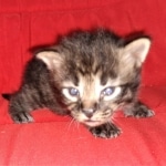 Savannah, F-2, Male, Rocky, DOB 6-2-19