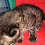 Savannah, F-2, Male, Rocky, DOB 6-2-19