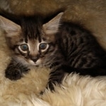 Savannah, F-2, Male, Rocky, DOB 6-2-19