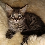 Savannah, F-2, Male, Rocky, DOB 6-2-19