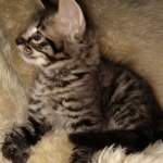 Savannah, F-2, Male, Rocky, DOB 6-2-19