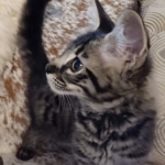 Savannah, F-2, Male, Rocky, DOB 6-2-19