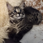 Savannah, F-2, Male, Rocky, DOB 6-2-19