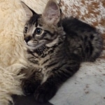 Savannah, F-2, Male, Rocky, DOB 6-2-19