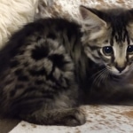 Savannah, F-2, Male, Rocky, DOB 6-2-19