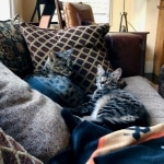 Snape, Savannah, F-2, Male, Rocky, DOB 6-2-19