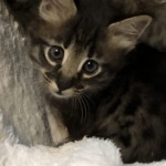 Savannah, F-2, Male, Rocky, DOB 6-2-19