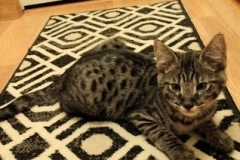 Don Diego el Gato Savannah F-2B Male dark BST DOB 11-14-18