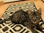 Don Diego el Gato Savannah F-2B Male dark BST DOB 11-14-18
