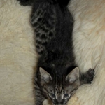 Savannah, F-2B, Male, BST, Dark, DOB 11-14-18