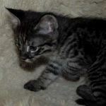 Savannah, F-2B, Male, BST, Dark, DOB 11-14-18