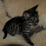 Savannah, F-2B, Male, BST, Dark, DOB 11-14-18