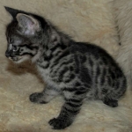 Savannah, F-2B, Male, BST, Dark, DOB 11-14-18