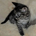 Savannah, F-2B, Male, BST, Dark, DOB 11-14-18