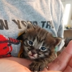 Savannah, F-2B, Male, BST, Dark, DOB 11-14-18