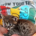 Savannah, F-2B, Male, BST, Dark, DOB 11-14-18