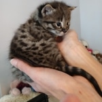 Savannah, F-2B, Male, BST, Dark, DOB 11-14-18