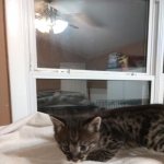 Savannah, F-2B, Male, BST, Dark, DOB 11-14-18