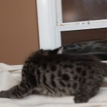 Savannah, F-2B, Male, BST, Dark, DOB 11-14-18