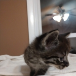 Savannah, F-2B, Male, BST, Dark, DOB 11-14-18