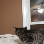 Savannah, F-2B, Male, BST, Dark, DOB 11-14-18