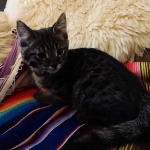 Savannah, F-2B, Male, BST, Dark, DOB 11-14-18