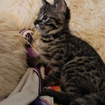 Savannah, F-2B, Male, BST, Dark, DOB 11-14-18