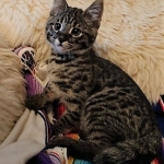 Savannah, F-2B, Male, BST, Dark, DOB 11-14-18