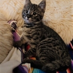 Savannah, F-2B, Male, BST, Dark, DOB 11-14-18