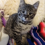 Savannah, F-2B, Male, BST, Dark, DOB 11-14-18