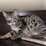 Savannah, F-2B, Male, BST, Dark, DOB 11-14-18