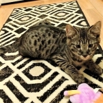 Savannah, F-2B, Male, BST, Dark, DOB 11-14-18