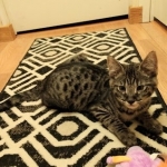 Savannah, F-2B, Male, BST, Dark, DOB 11-14-18