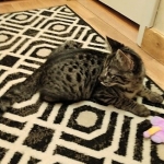 Savannah, F-2B, Male, BST, Dark, DOB 11-14-18