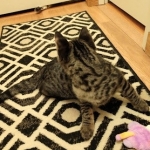 Savannah, F-2B, Male, BST, Dark, DOB 11-14-18