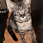 Savannah, F-2B, Male, BST, Dark, DOB 11-14-18