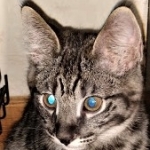 Savannah, F-2B, Male, BST, Dark, DOB 11-14-18