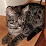 Savannah, F-2B, Male, BST, Dark, DOB 11-14-18