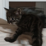 Savannah, F-2B, Male, BST, Dark, DOB 11-14-18