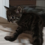 Savannah, F-2B, Male, BST, Dark, DOB 11-14-18