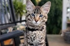 Dobby, Savannah, F-2B Male, Guido DOB 6-2-19