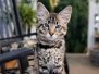 Dobby, Savannah, F-2B Male, Guido DOB 6-2-19