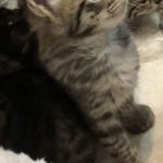 Savannah, F-2B, BST,  Male, Guido, DOB 6-2-19