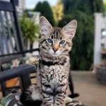 Dobby, Savannah, F-2B, BST,  Male, DOB 6-2-19