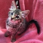 Savannah, F-2B, BST,  Male, Guido, DOB 6-2-19